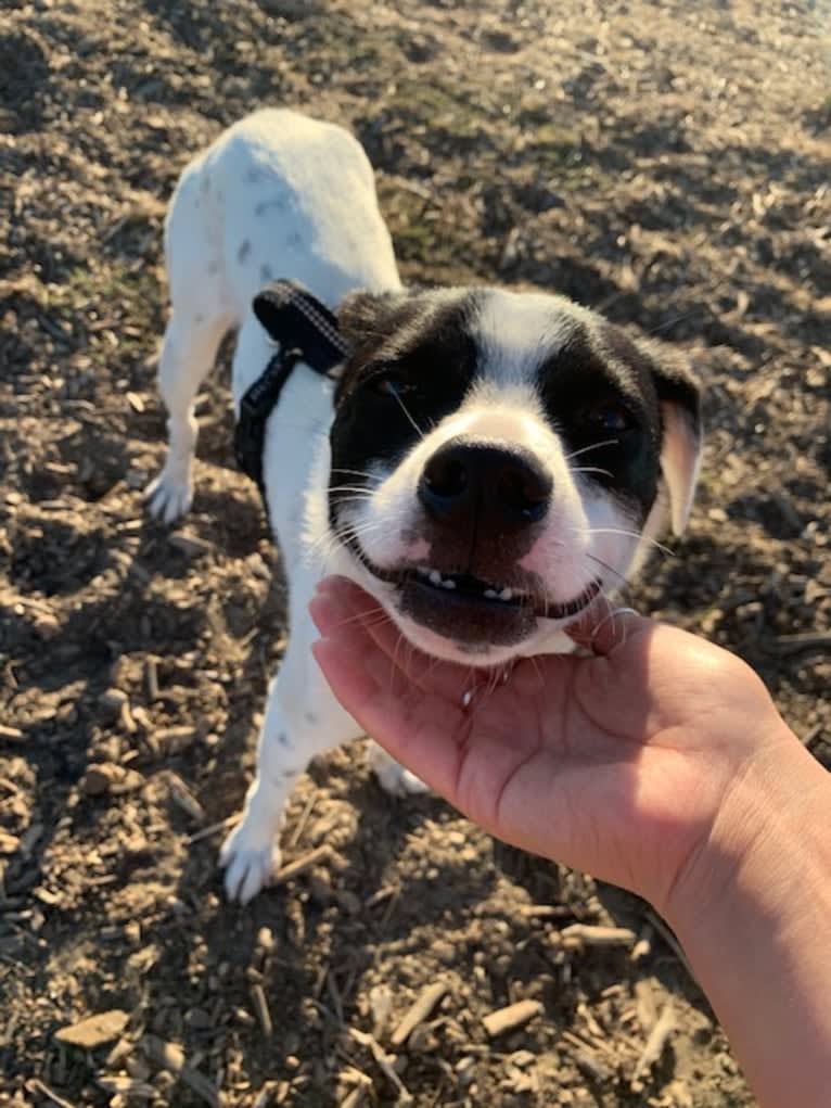 Charlie, a Chinese Village Dog tested with EmbarkVet.com