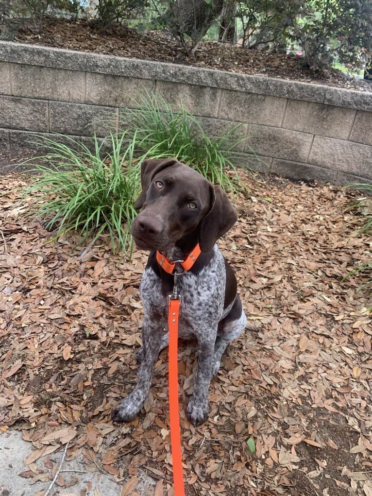 Cadence, a German Shorthaired Pointer tested with EmbarkVet.com