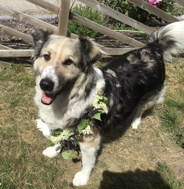 Mr Fluffy Russian Dog, a West Asian Village Dog tested with EmbarkVet.com