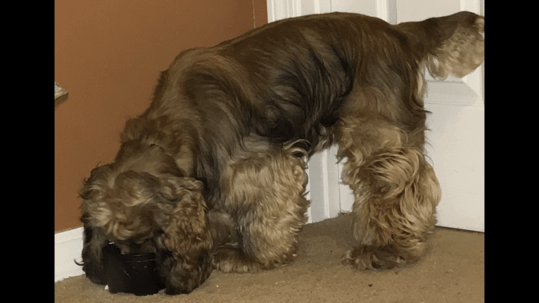 Zoey, a Cocker Spaniel tested with EmbarkVet.com