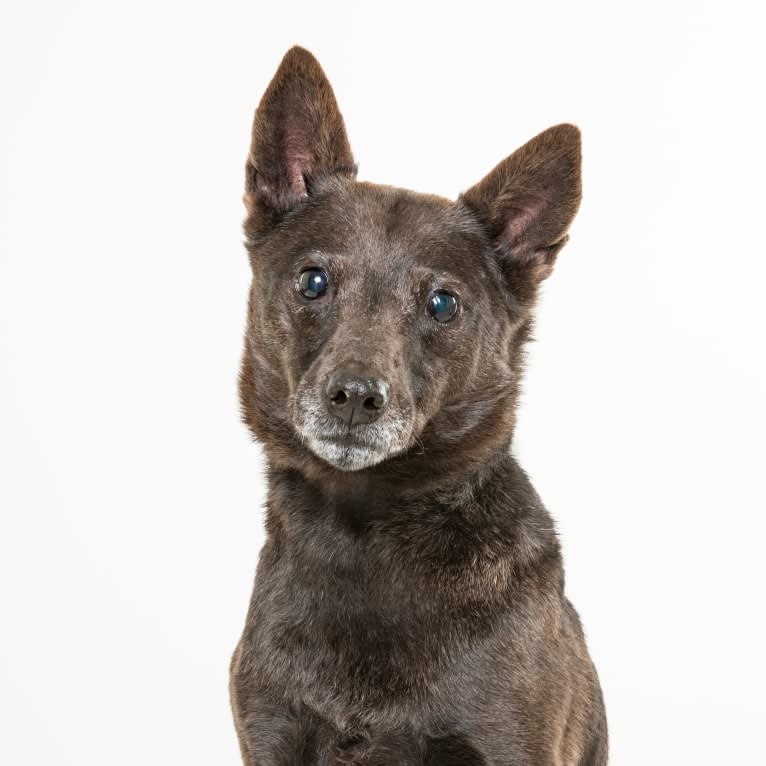 Lexie, an Australian Cattle Dog and Rottweiler mix tested with EmbarkVet.com