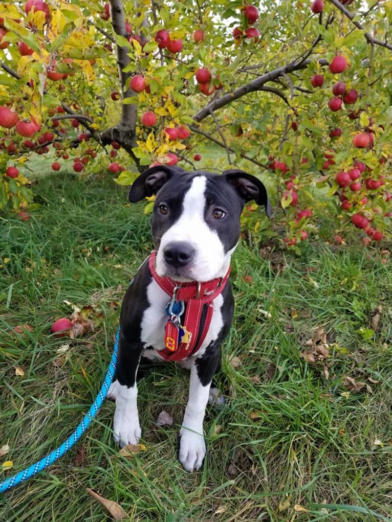 Donut, an American Bully tested with EmbarkVet.com