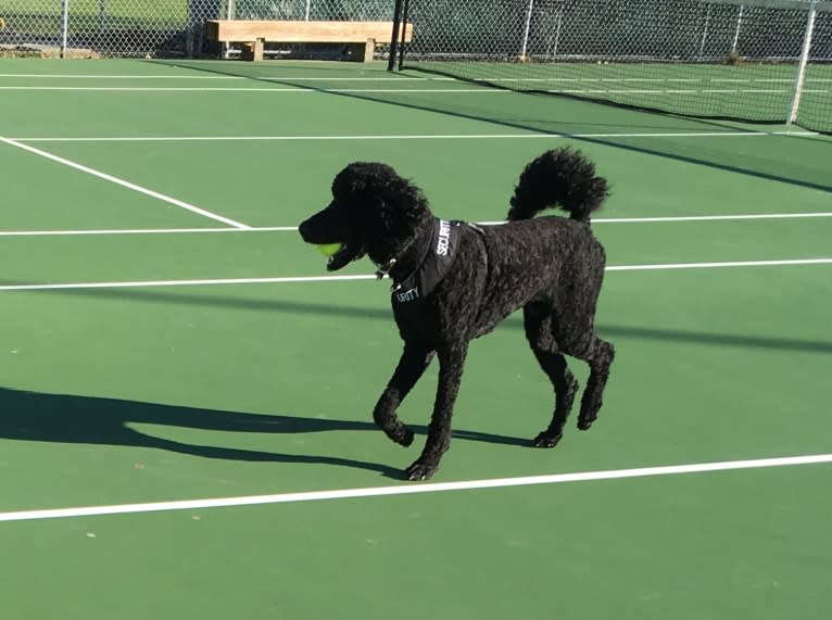 Leo, a Poodle (Standard) tested with EmbarkVet.com