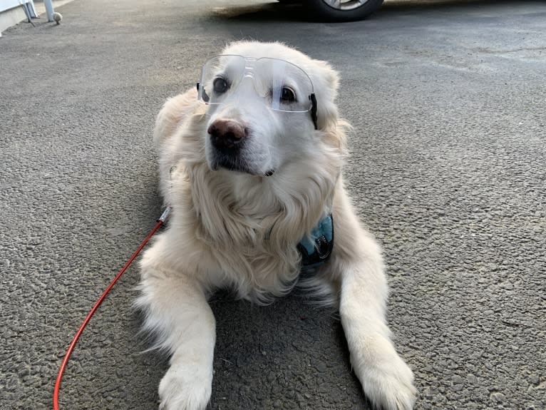 Arvo Arvanetti, a Golden Retriever and Shih Tzu mix tested with EmbarkVet.com