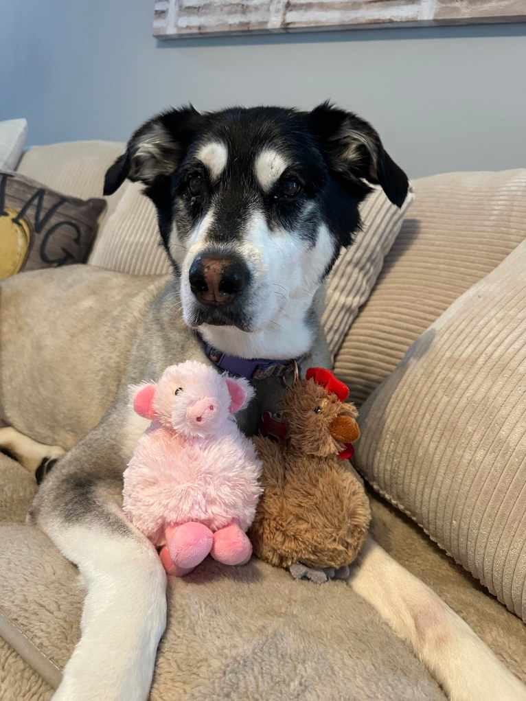 Keira, an Alaskan Malamute and Siberian Husky mix tested with EmbarkVet.com