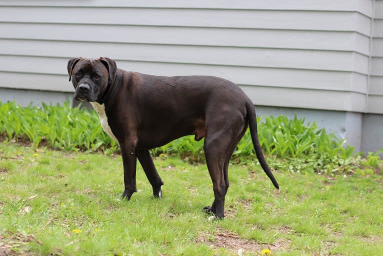Roscoe, an American Pit Bull Terrier and Labrador Retriever mix tested with EmbarkVet.com