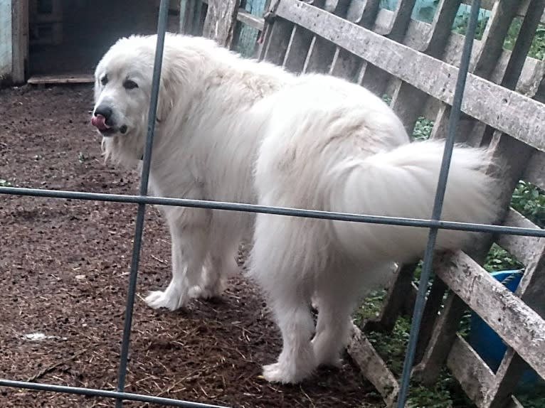 Moose, a Great Pyrenees tested with EmbarkVet.com