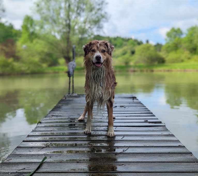 Neville, an Australian Shepherd tested with EmbarkVet.com