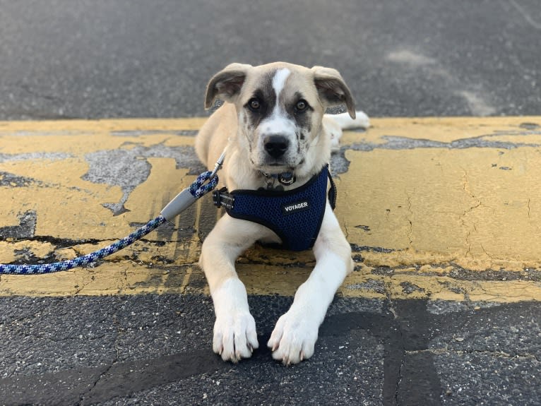 Miller, a Great Pyrenees and Mountain Cur mix tested with EmbarkVet.com