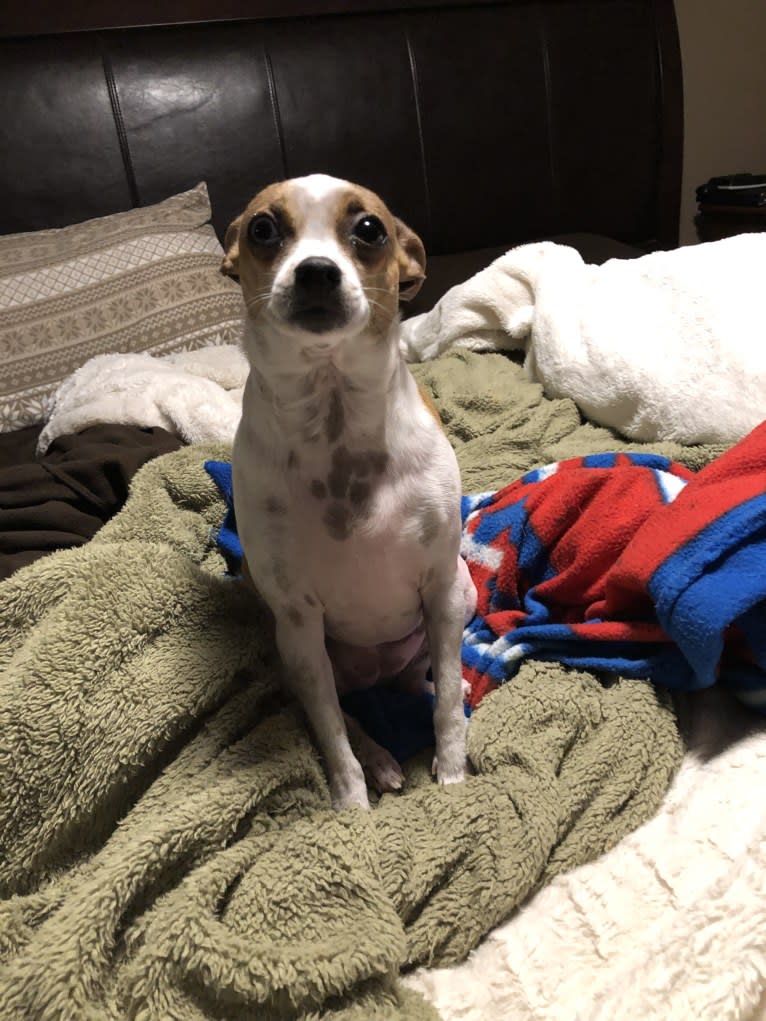 Photo of Tiki, a Rat Terrier, Shih Tzu, Chihuahua, and Mixed mix in Andover, Massachusetts, USA