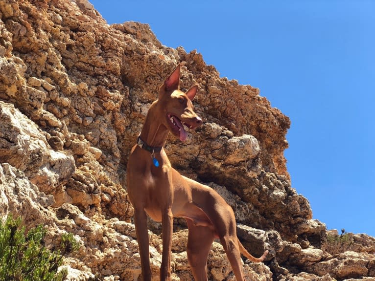 Zepp, a Pharaoh Hound tested with EmbarkVet.com