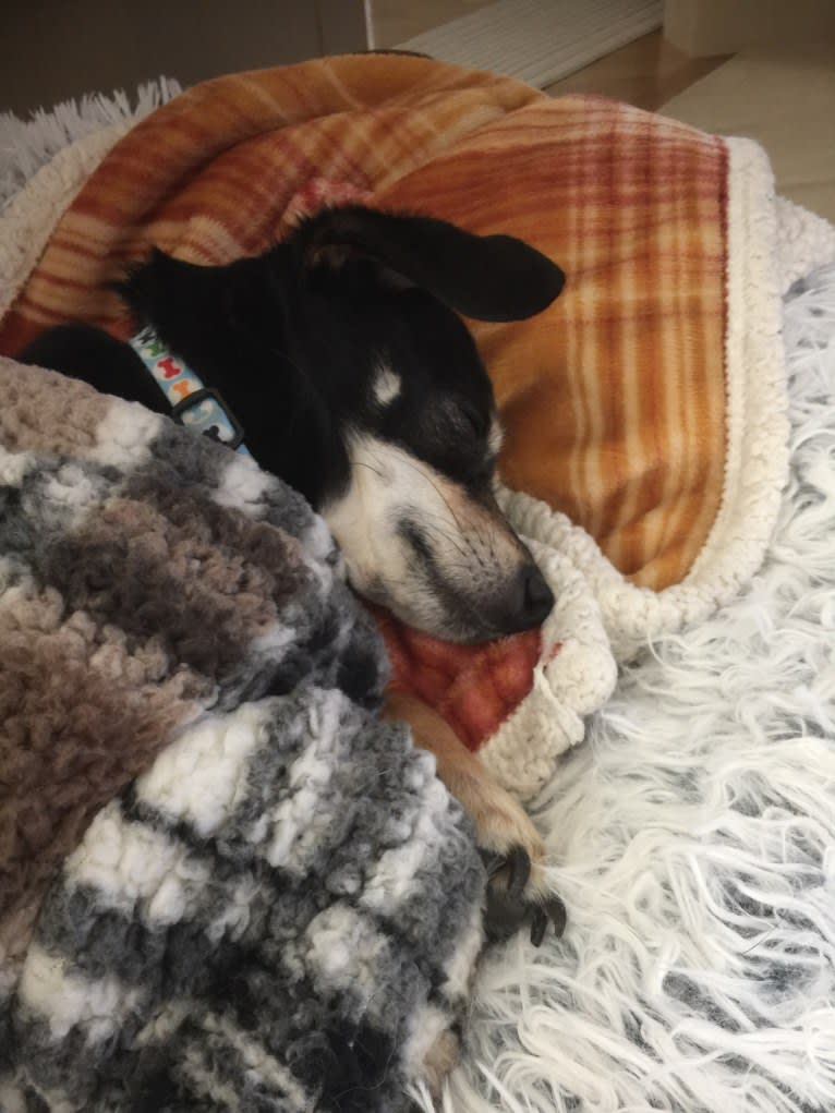 Jake, a Chihuahua and Dachshund mix tested with EmbarkVet.com