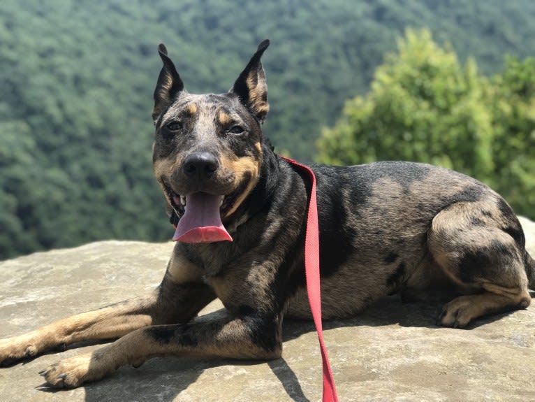 Rhett, a Catahoula Leopard Dog and Siberian Husky mix tested with EmbarkVet.com