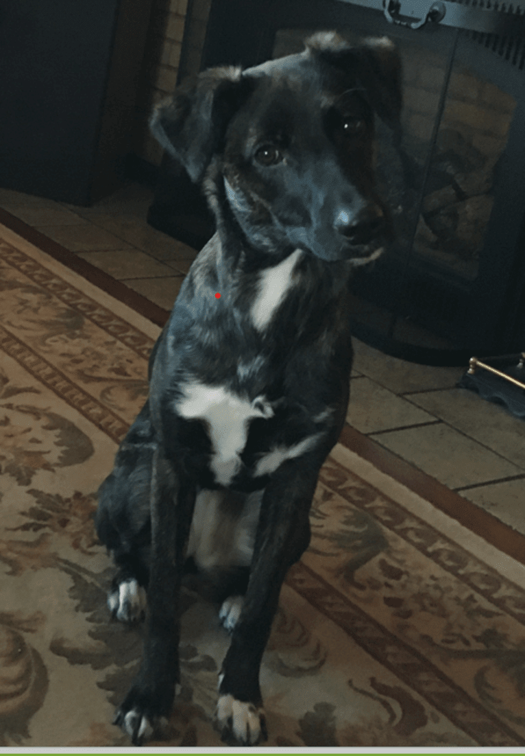 RILEY, a German Shepherd Dog and American Pit Bull Terrier mix tested with EmbarkVet.com
