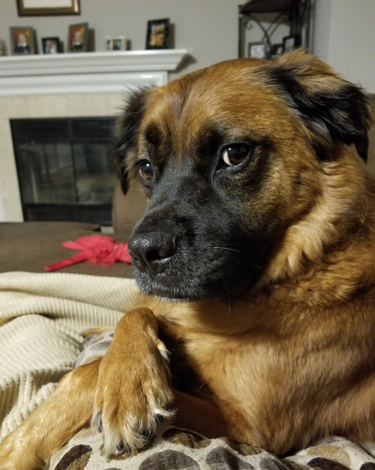 Buddy, an American Pit Bull Terrier and Miniature/MAS-type Australian Shepherd mix tested with EmbarkVet.com