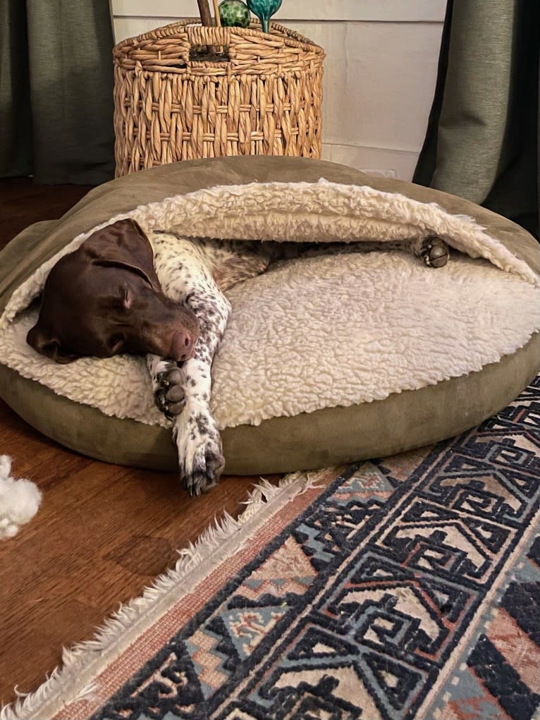 Juniper, a German Shorthaired Pointer tested with EmbarkVet.com