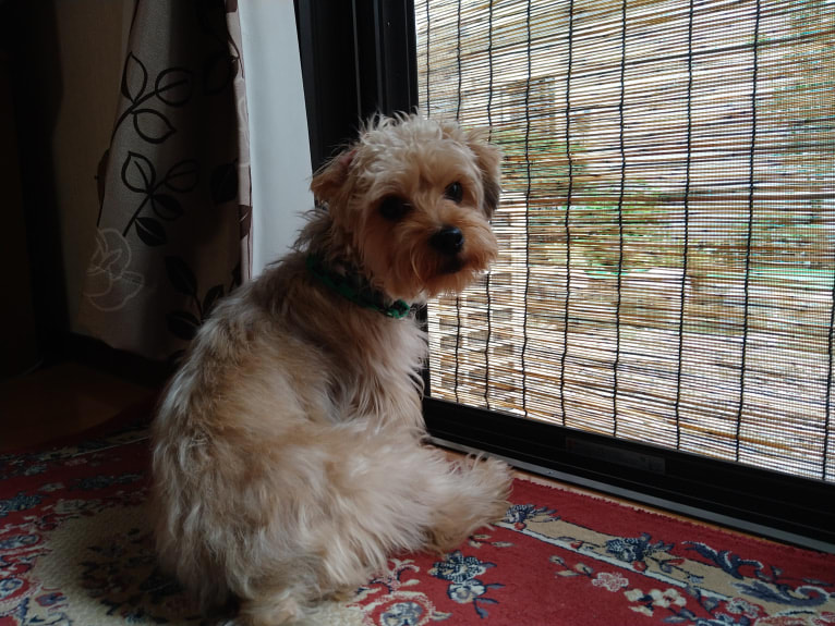 MAX, a Yorkshire Terrier and Shih Tzu mix tested with EmbarkVet.com