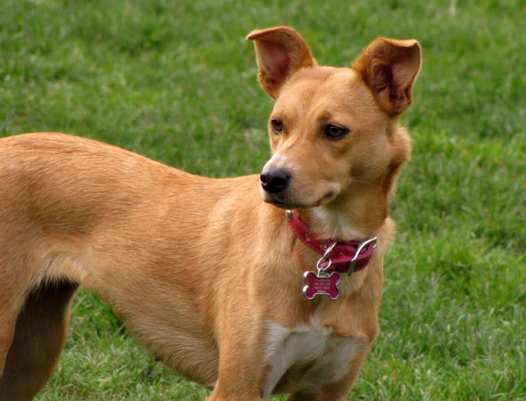 Zoe, an Australian Cattle Dog and Rat Terrier mix tested with EmbarkVet.com