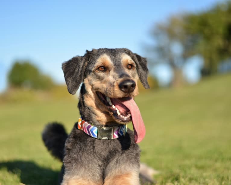 Hayley, an Aussiedoodle tested with EmbarkVet.com