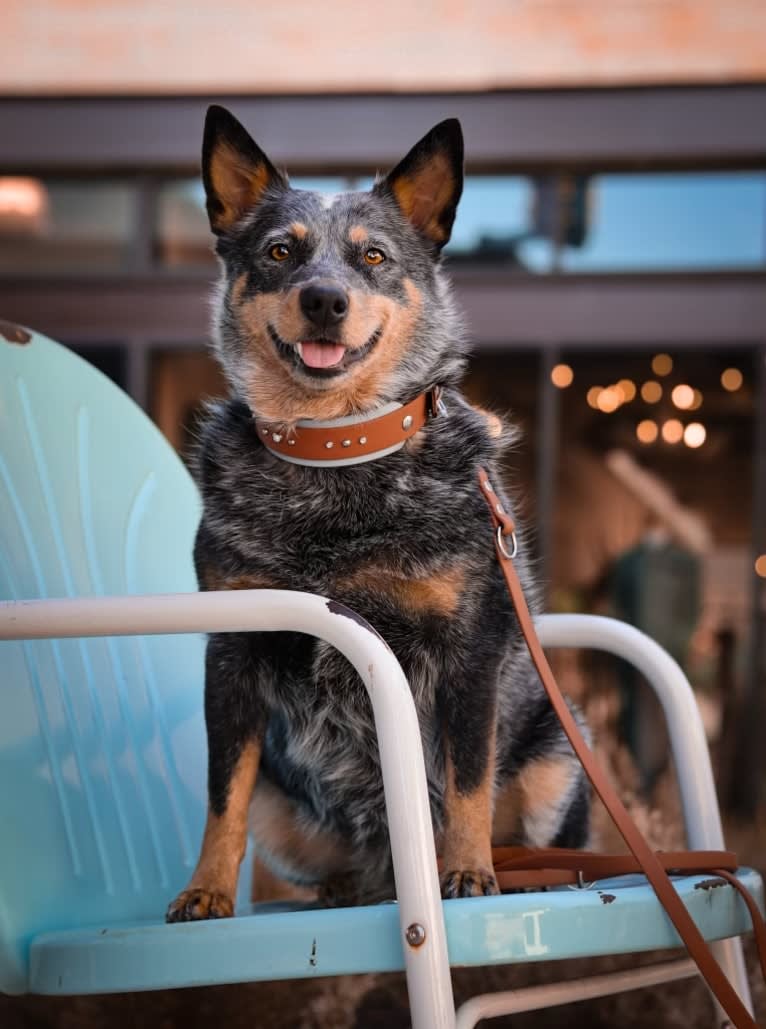 Malibu, an Australian Cattle Dog tested with EmbarkVet.com