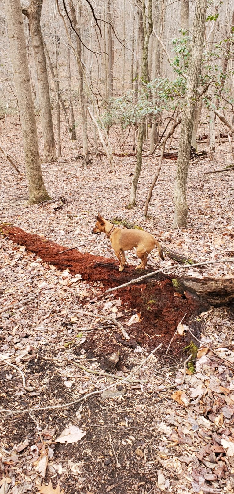 Pip, a Miniature Pinscher and Chihuahua mix tested with EmbarkVet.com