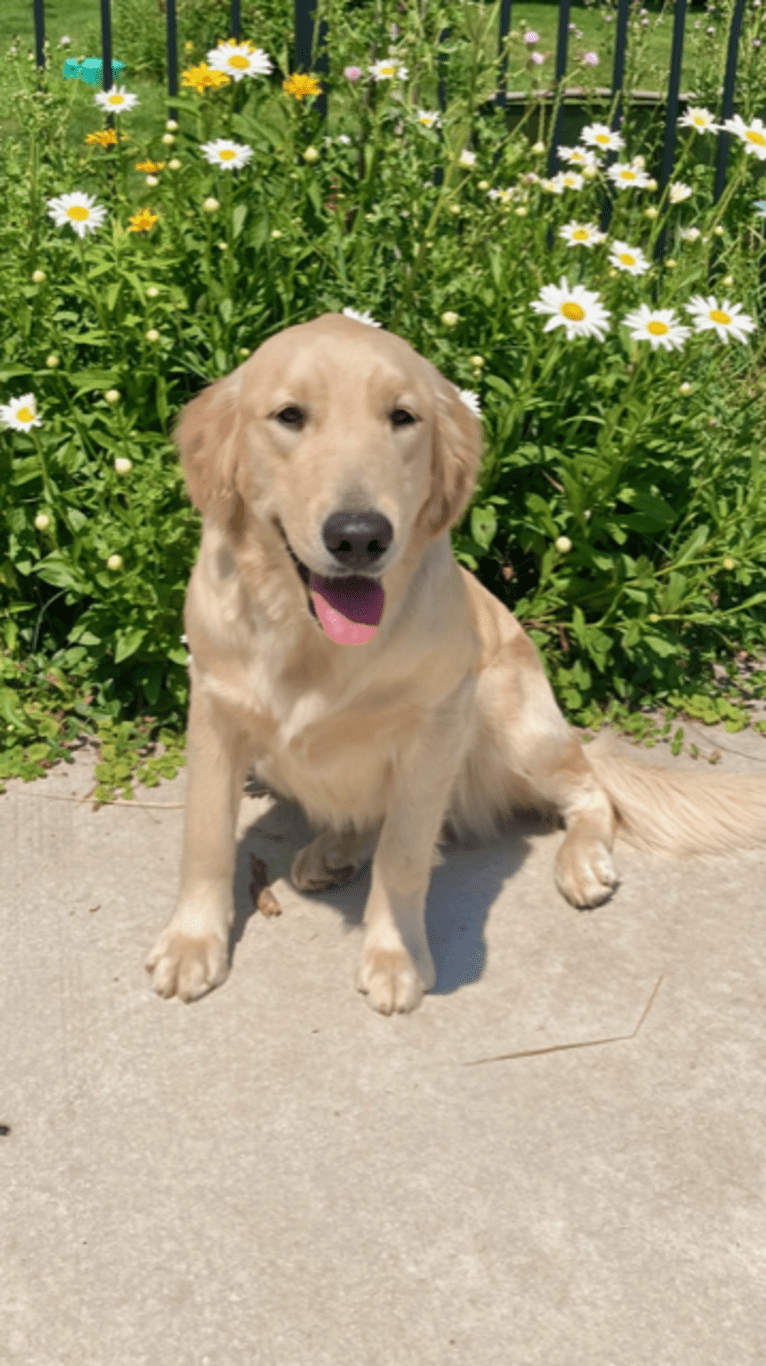 Sugar, a Golden Retriever tested with EmbarkVet.com