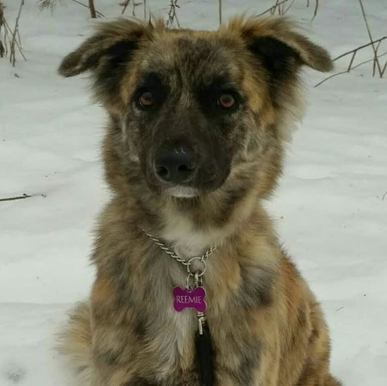 Reemie, a Bouvier des Flandres and German Shepherd Dog mix tested with EmbarkVet.com