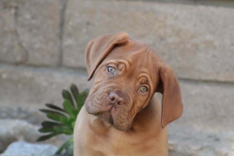 Rhett, a Dogue de Bordeaux tested with EmbarkVet.com