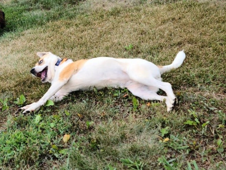 Akatsuki, an Alaskan Malamute and American Pit Bull Terrier mix tested with EmbarkVet.com