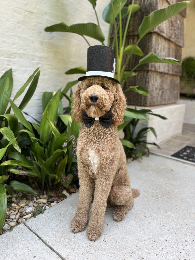 Benson, a Poodle (Standard) tested with EmbarkVet.com