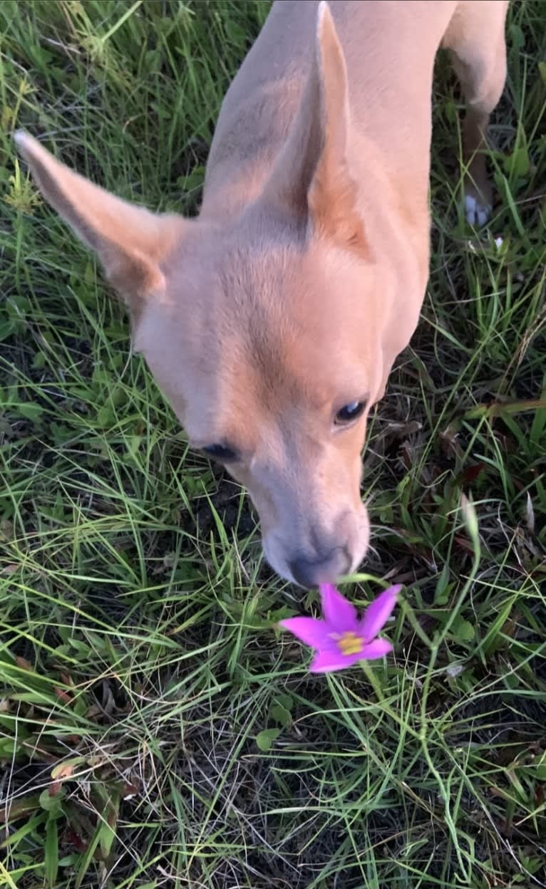 Westin, a Chihuahua and Rat Terrier mix tested with EmbarkVet.com
