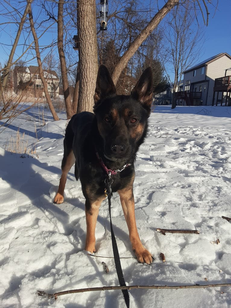 Petra, a German Shepherd Dog and Australian Cattle Dog mix tested with EmbarkVet.com