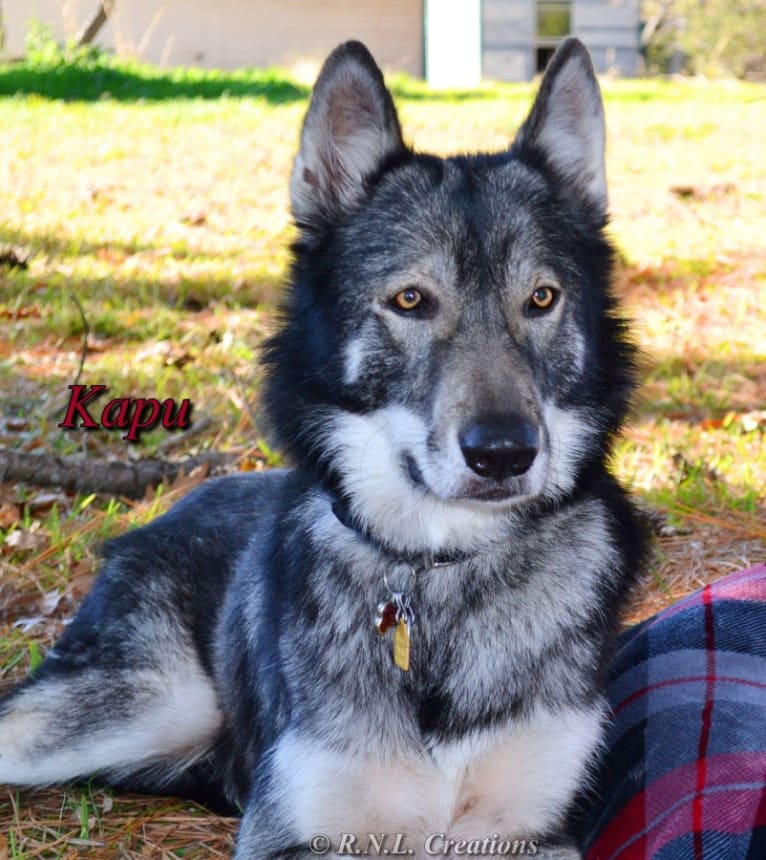 Kapu Tuesocks a dog tested with EmbarkVet.com
