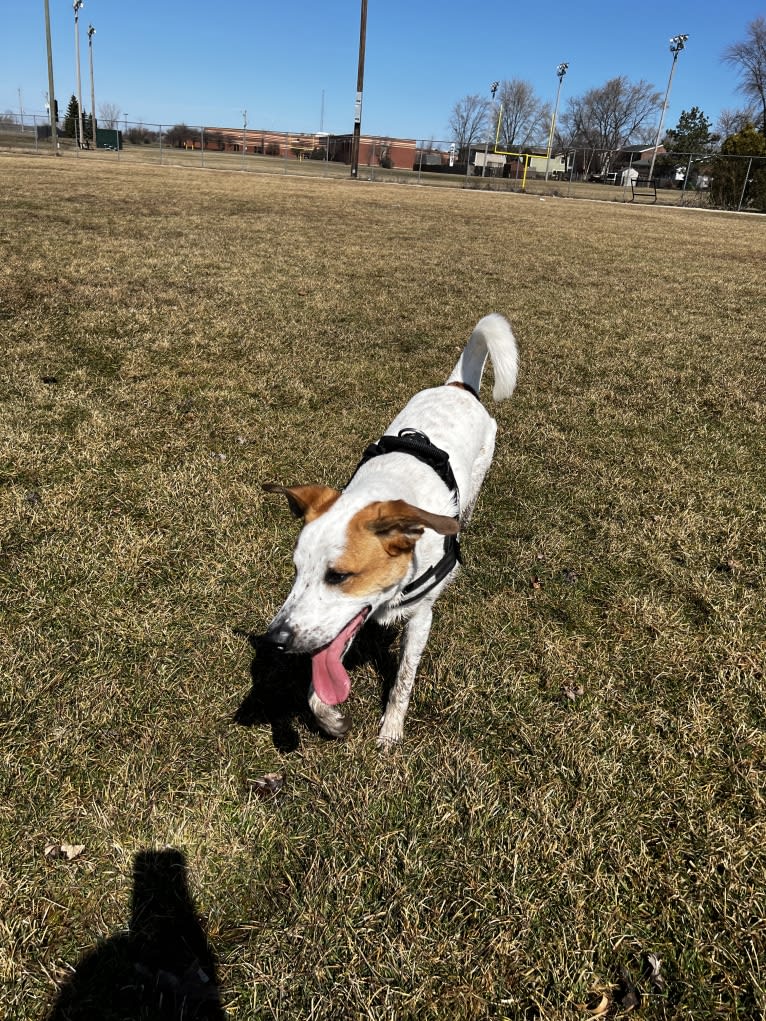 Wilson Wayhart, a Boxer and German Shepherd Dog mix tested with EmbarkVet.com