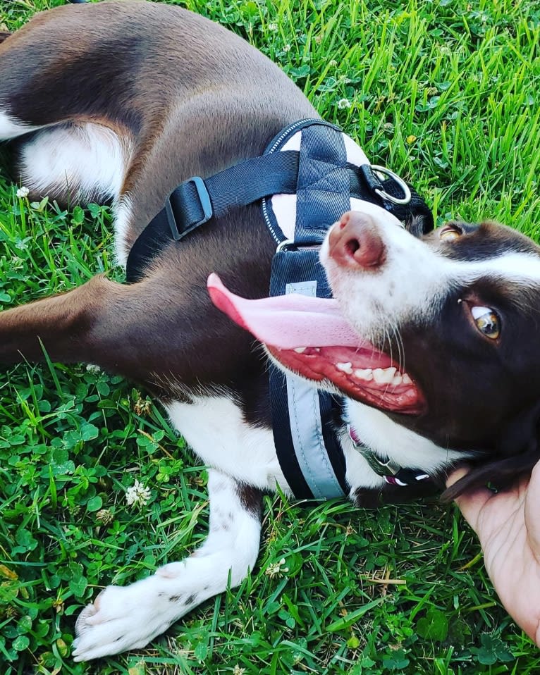 Hershey, a Chihuahua and Boxer mix tested with EmbarkVet.com