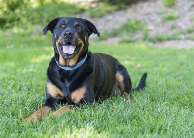 Prim (AKA #bestdogever), a Rottweiler and Labrador Retriever mix tested with EmbarkVet.com