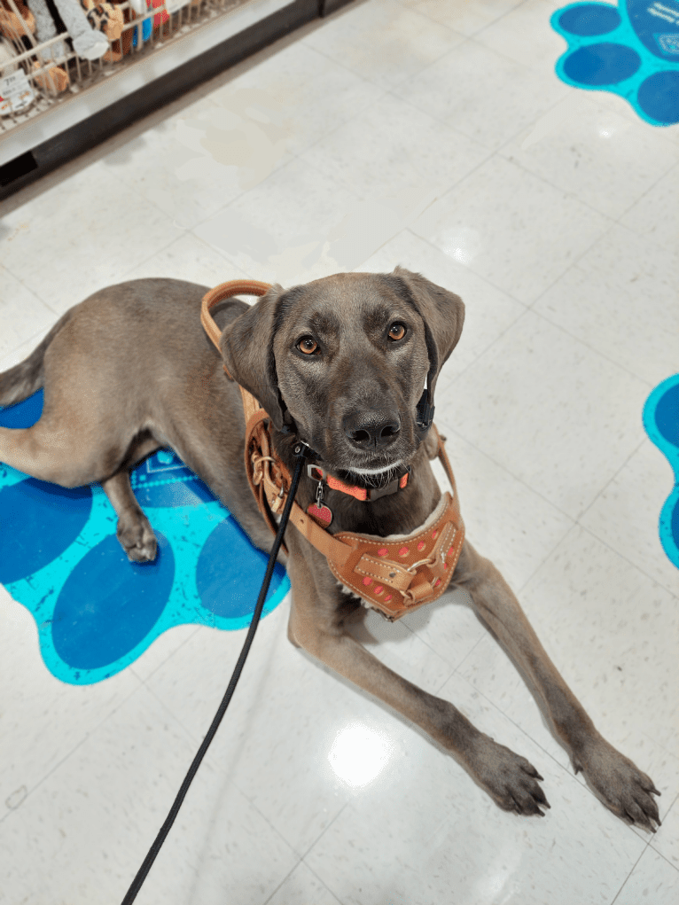 Wendigo "Wendi", a Weimaraner and German Shepherd Dog mix tested with EmbarkVet.com