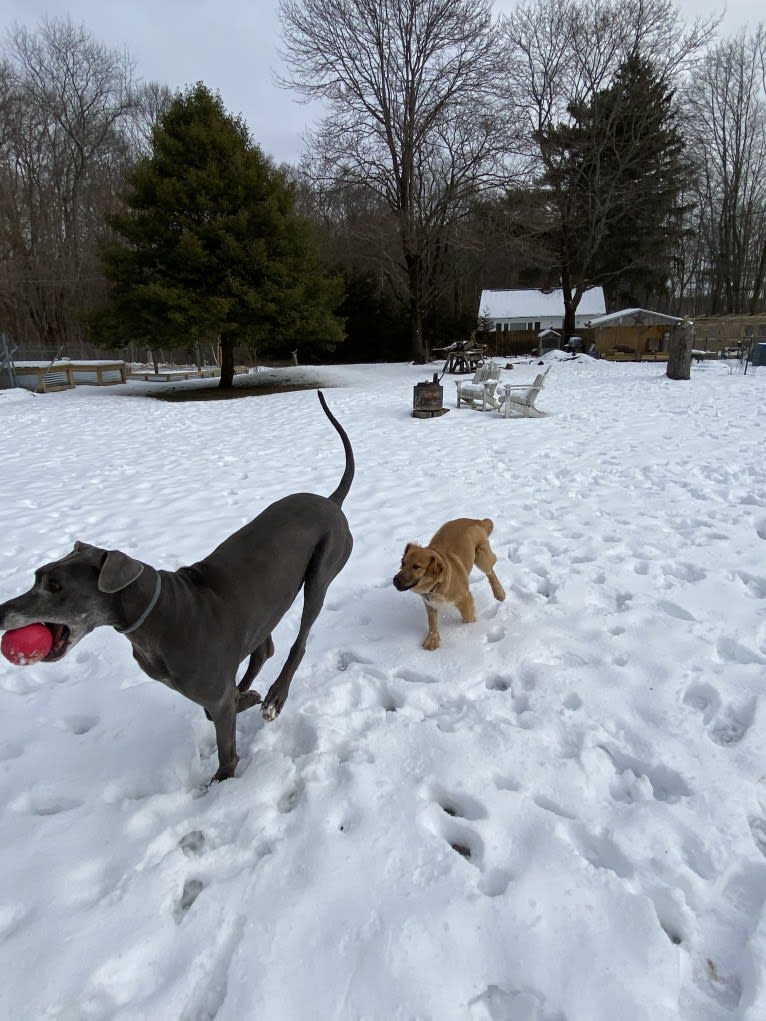 Gideon, an American Pit Bull Terrier and Great Pyrenees mix tested with EmbarkVet.com