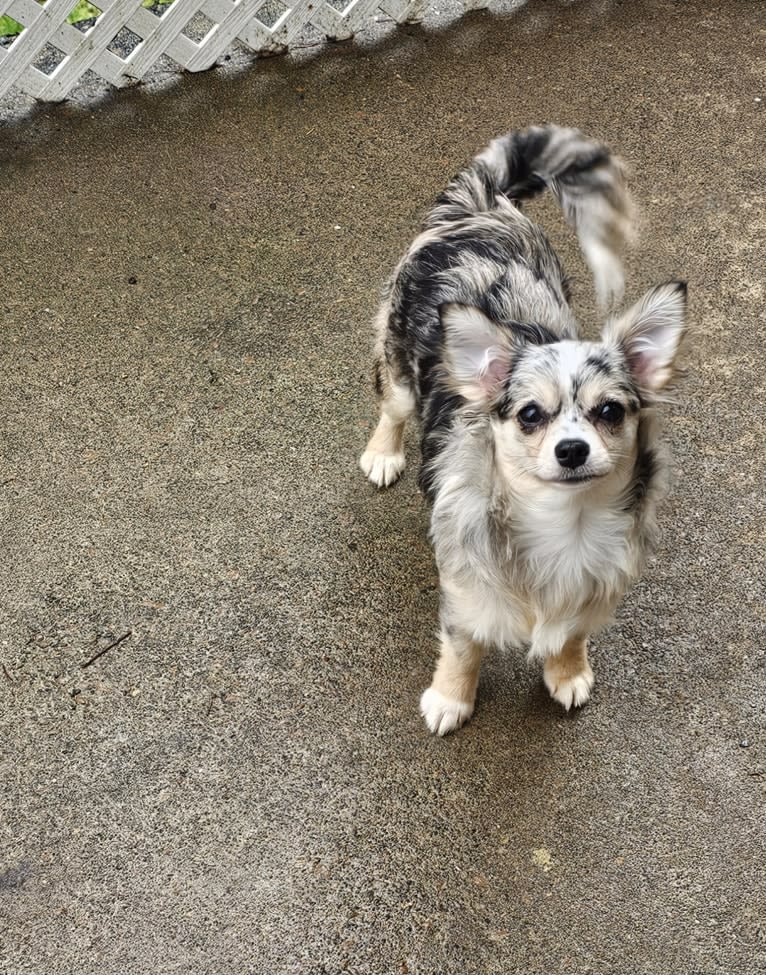 Octaviya, a Chihuahua tested with EmbarkVet.com