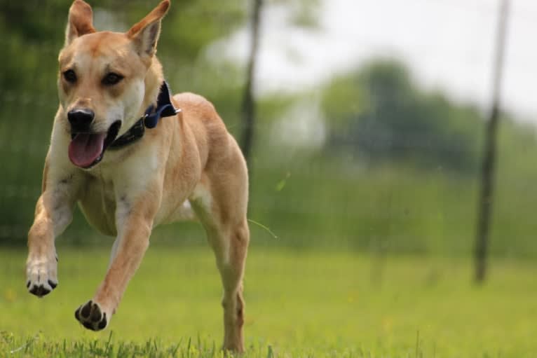 Bones, a Carolina Dog tested with EmbarkVet.com