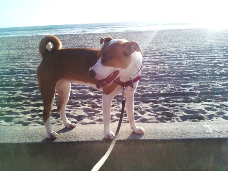 HAZEL, an American Pit Bull Terrier and American Bully mix tested with EmbarkVet.com