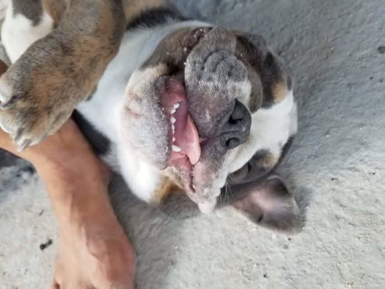 Soldado, a Bulldog tested with EmbarkVet.com