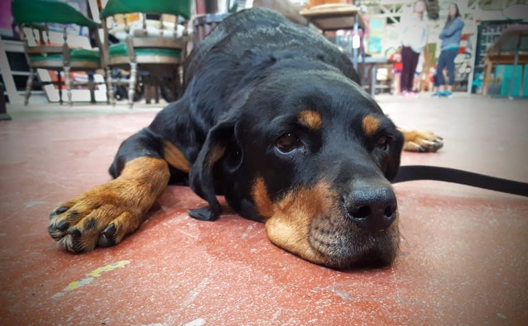 Agnes, a Rottweiler tested with EmbarkVet.com