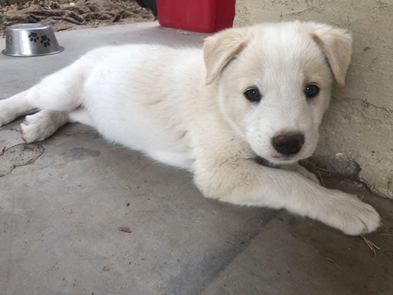 Kiva, a Border Collie and Australian Cattle Dog mix tested with EmbarkVet.com