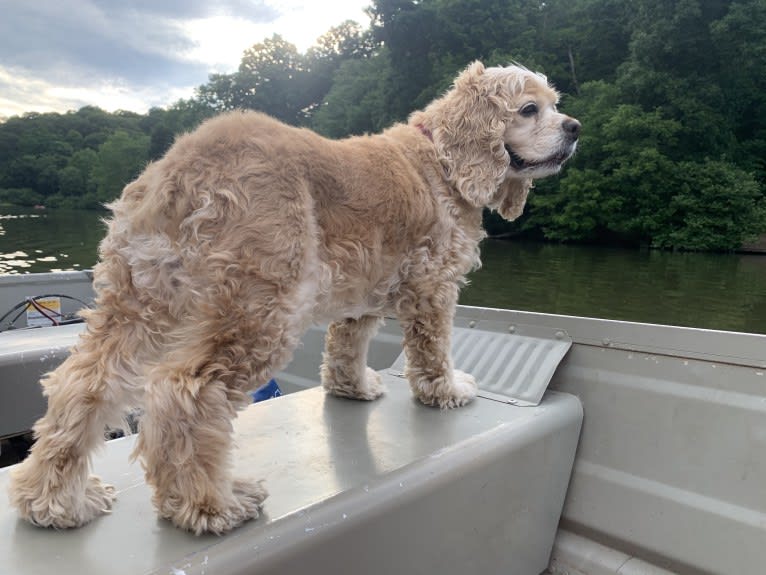 Daisy, a Cocker Spaniel tested with EmbarkVet.com