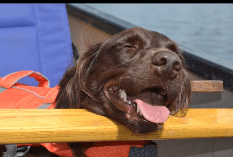 Luna, a Boykin Spaniel and Golden Retriever mix tested with EmbarkVet.com