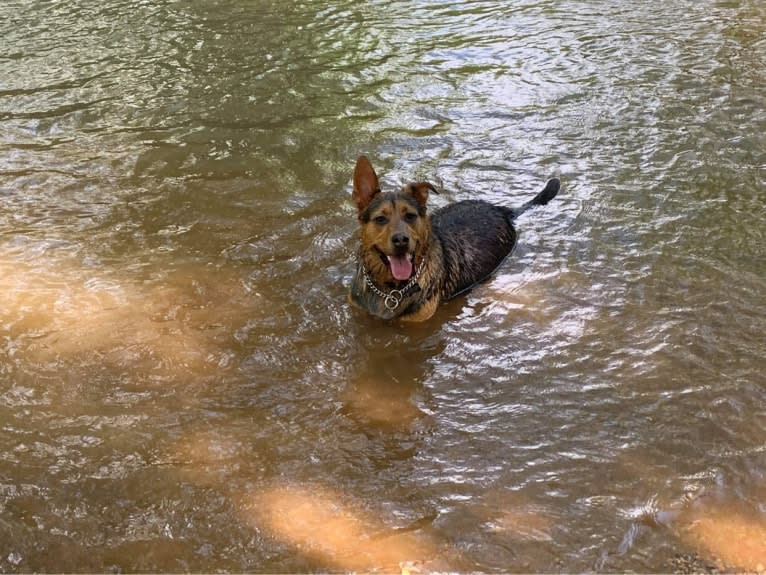 Tommy, an Australian Cattle Dog and German Shepherd Dog mix tested with EmbarkVet.com