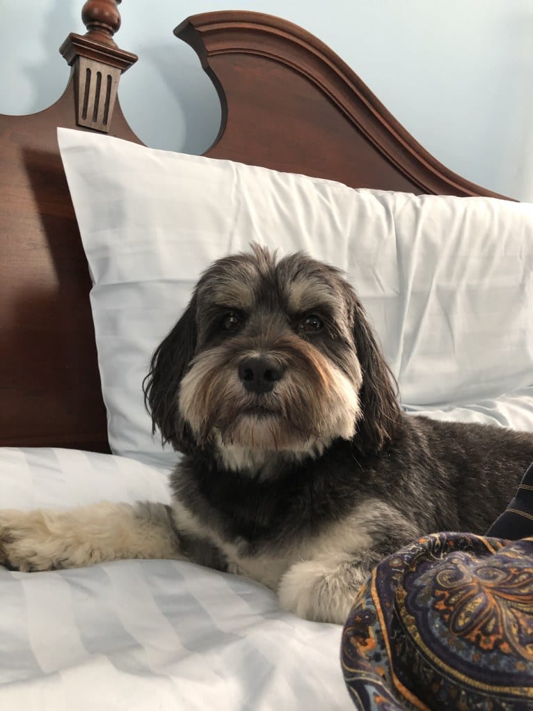 Abey, a Lhasa Apso and Cocker Spaniel mix tested with EmbarkVet.com