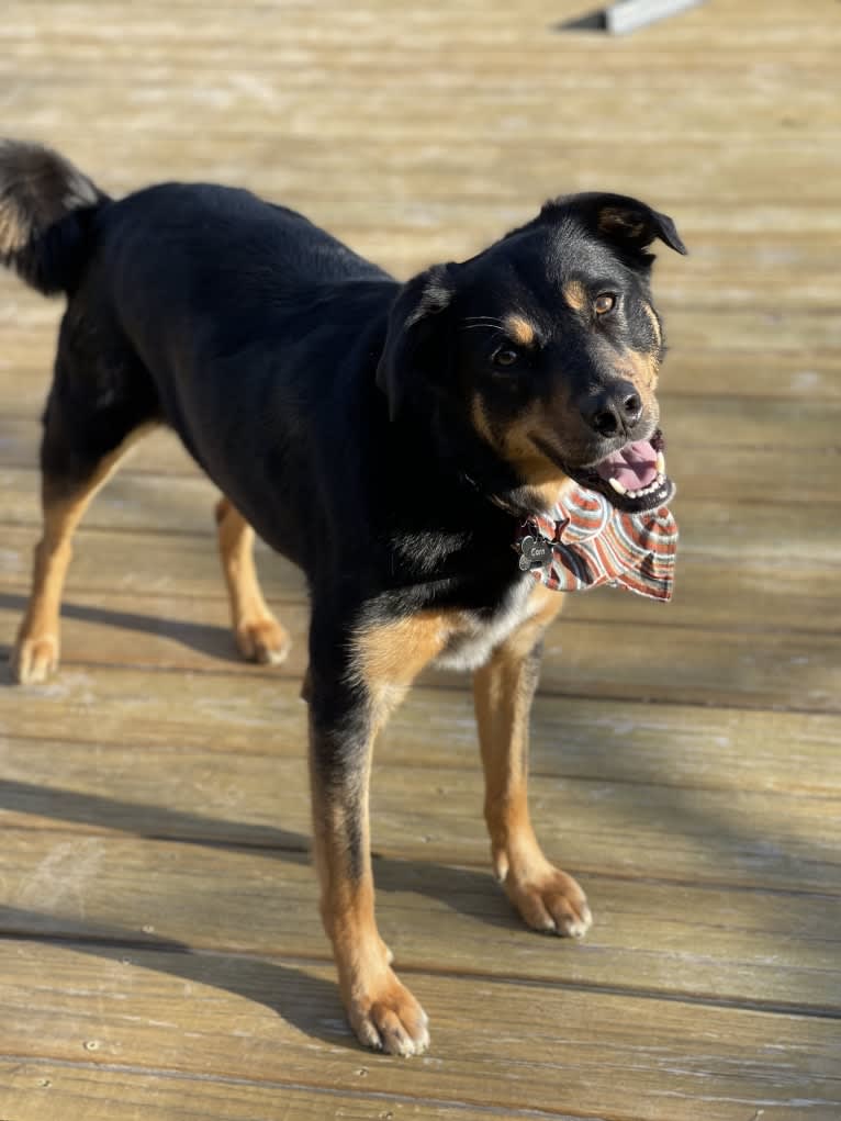 Cornelius, a Border Collie and Labrador Retriever mix tested with EmbarkVet.com