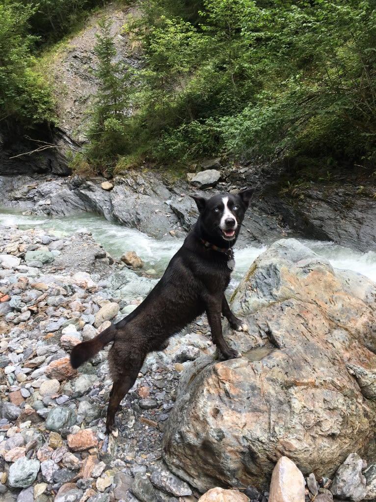 Takoda, an Alaskan-type Husky and Siberian Husky mix tested with EmbarkVet.com